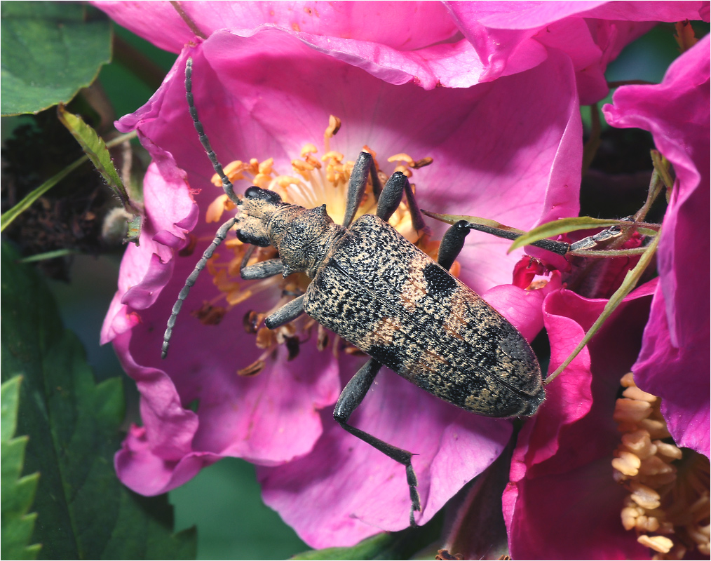 Rhagium mordax - Рагий чернопятнистый.