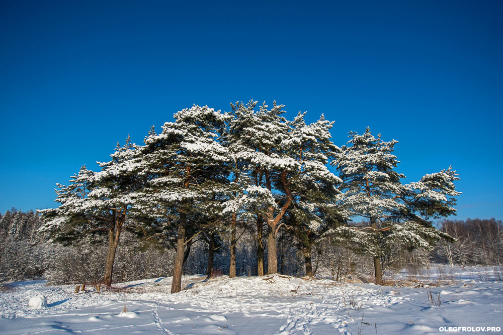 Зимний лес