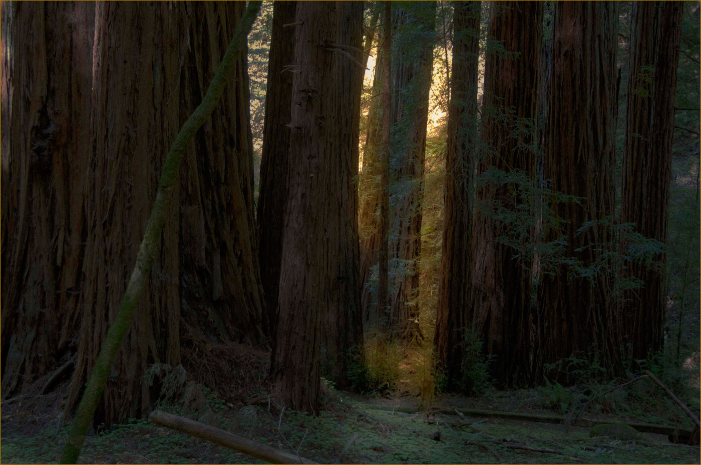 Armstrong Redwood forest