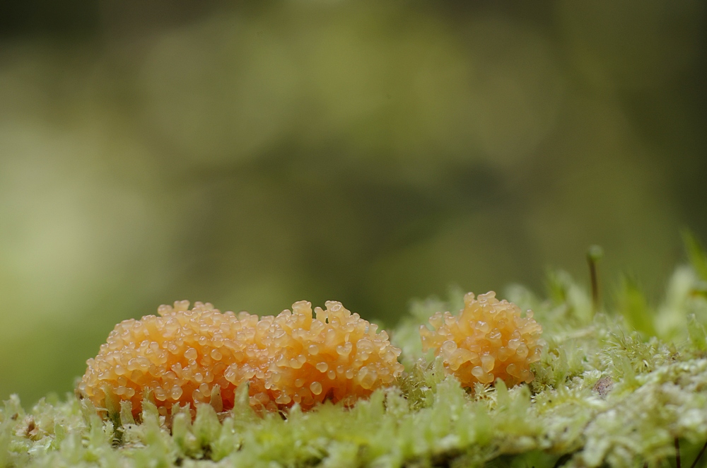 Tubifera ferruginosa.