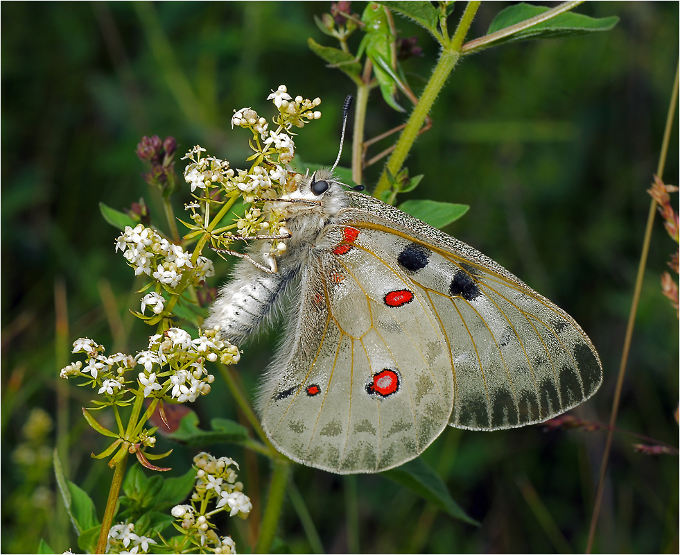 Parnassius apollo - Аполлон обыкновенный.