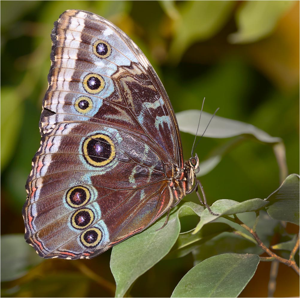 Morpho achillaena