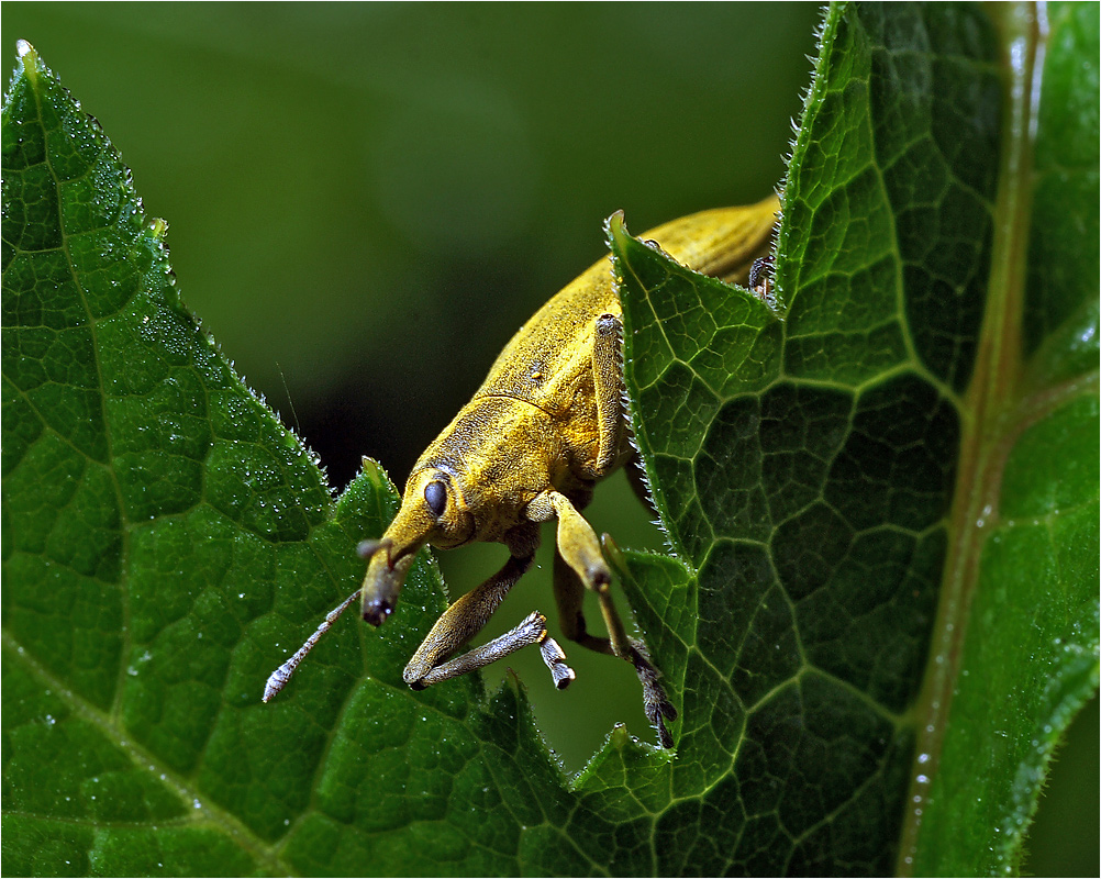 Lixus iridis - Фрачник обыкновенный.