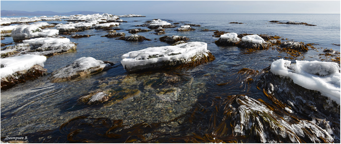 Морская капуста.