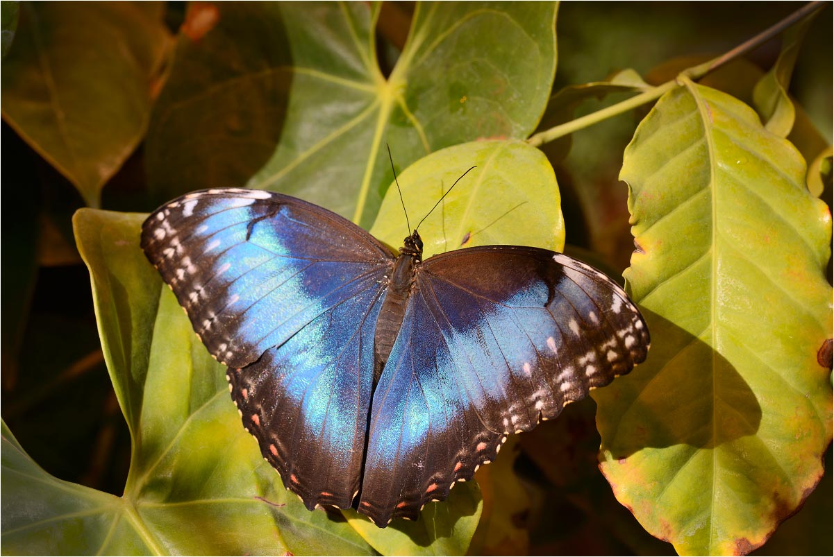 Morpho achillaena II