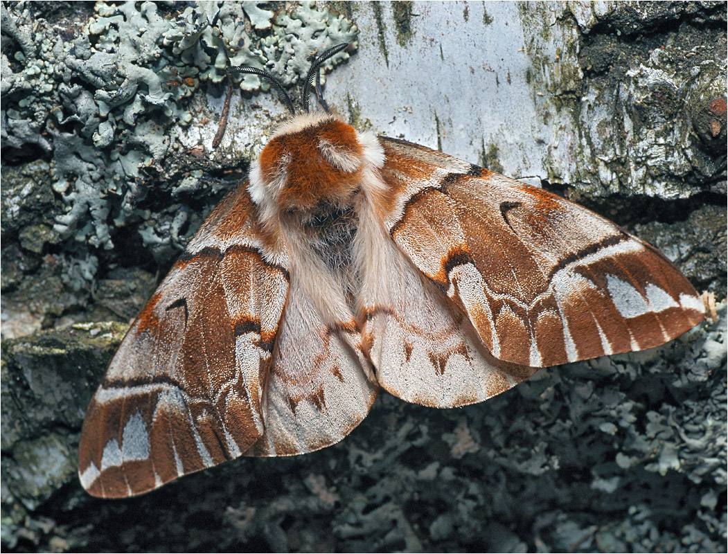 Endromis versicolora - Шелкопряд березовый