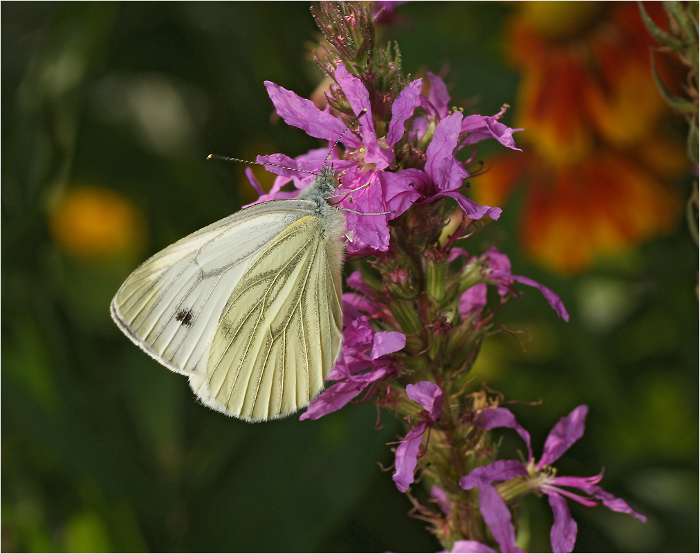 Pieris napi - Брюквенница.