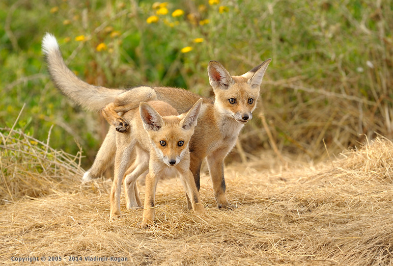 Red Fox, портрет лисят