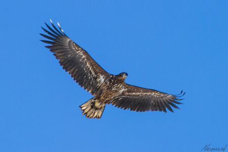 Высота полета