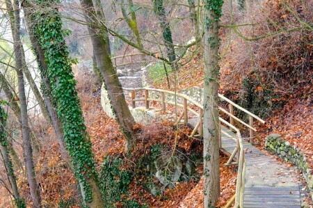 Крумловский лес