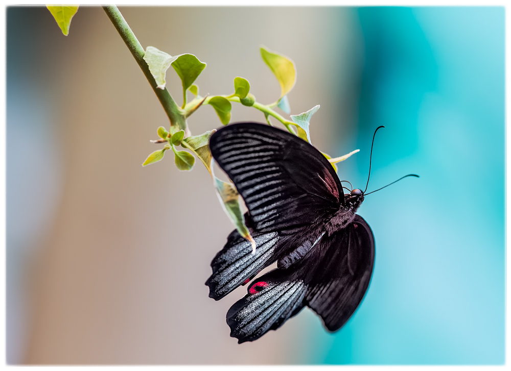 Парусник Румянцева (Papilio Rumanzovia)