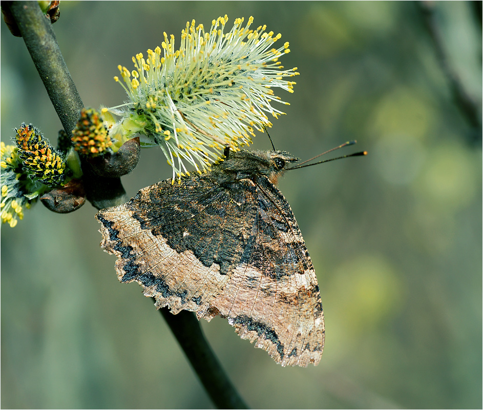 Nymphalis xanthomelas - Многоцветница черно-рыжая.