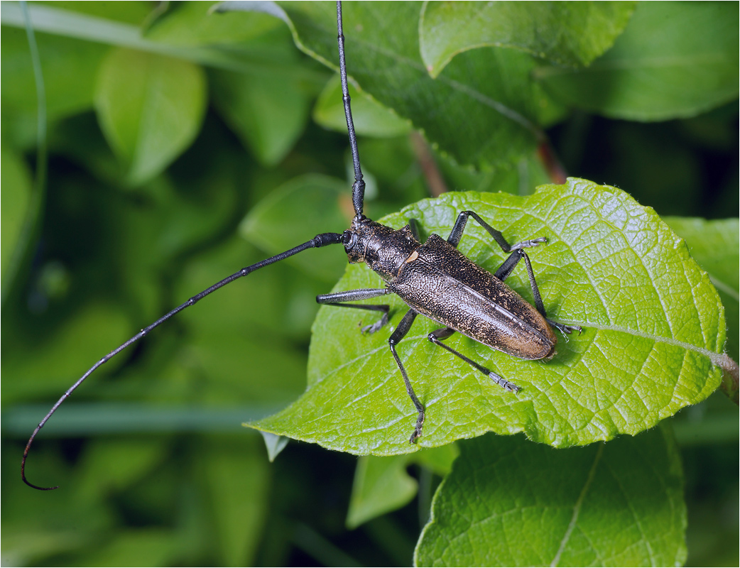 Monochamus urussovi - Усач черный пихтовый