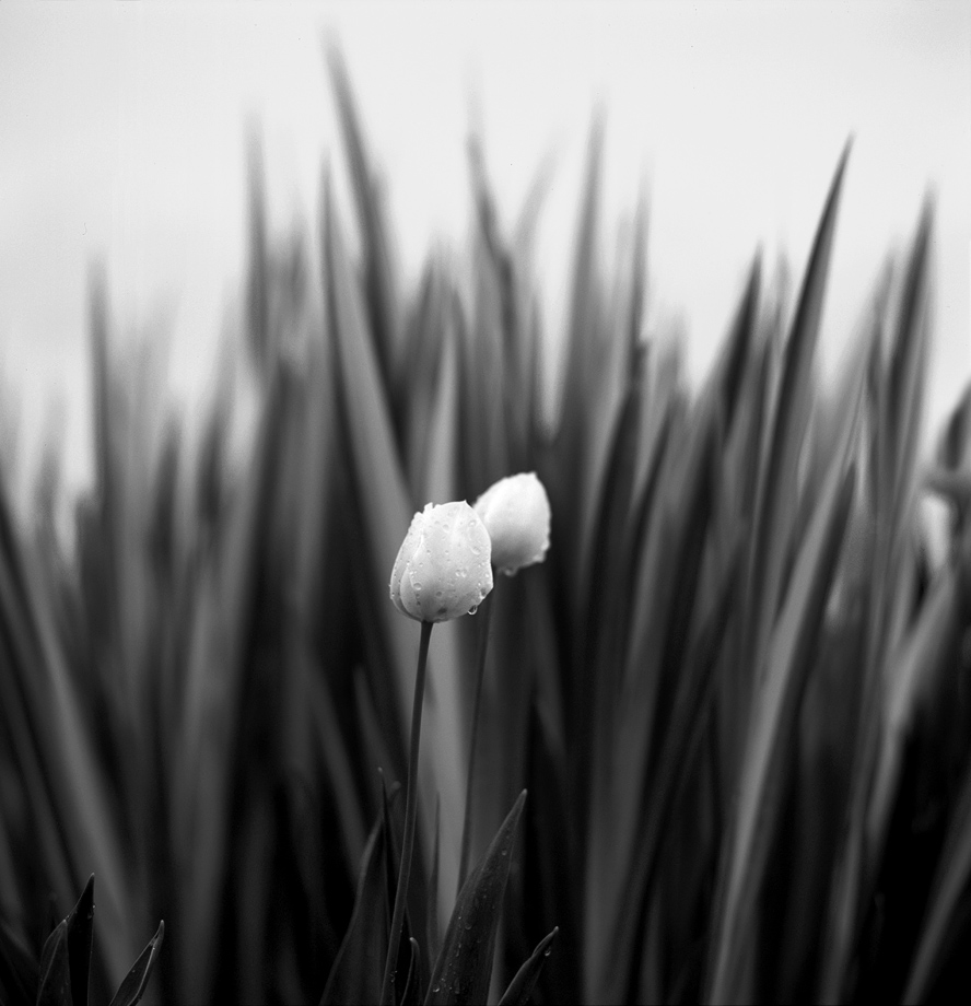 tulips in the rain