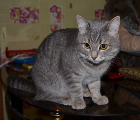 Котик &amp;quot;Кубик&amp;quot;