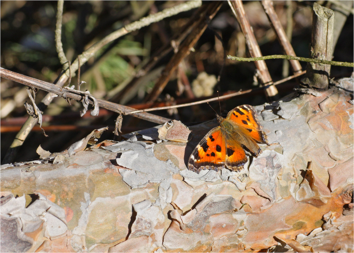 Крапивница (лат. Aglais urticae)