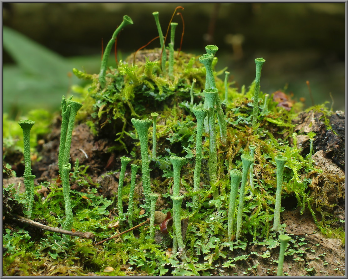 Кладония бахромчатая Cladonia fimbriata