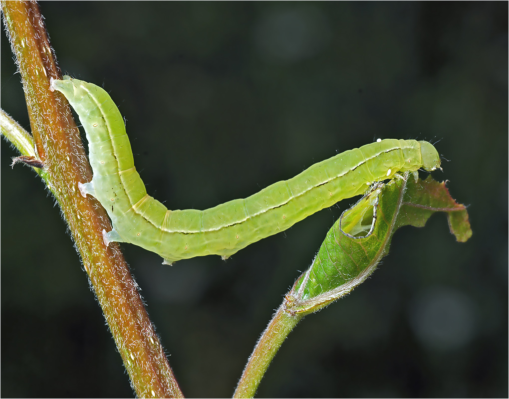 Scoliopteryx libatrix — Совка зубчатокрылая.