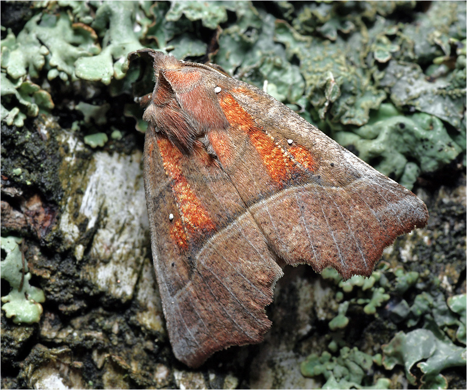 Scoliopteryx libatrix - Совка зубчатая.