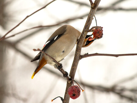 Голод не тетка