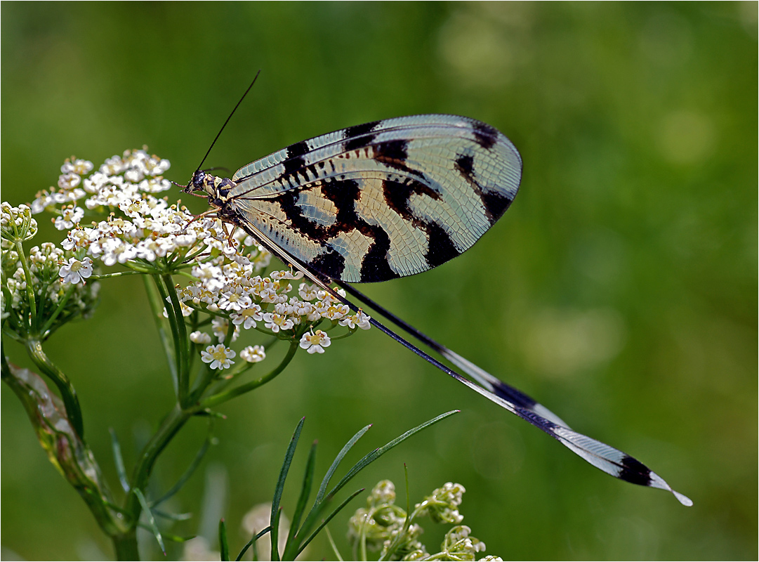 Nemoptera sinuata - Нитекрылка закавказская