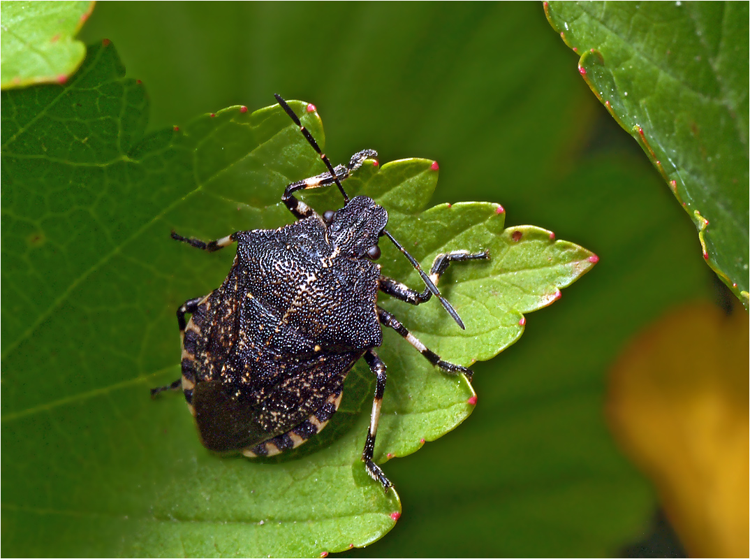 Rhacognathus punctatus - Щитник ивовый.