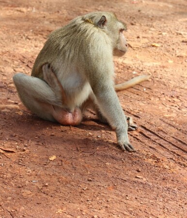 Вожак всегда бдит!