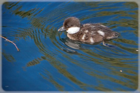 утенок-дайверенок