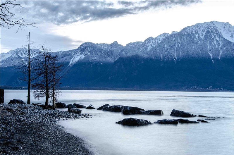 Trees | Montreux, Switzerland 2014