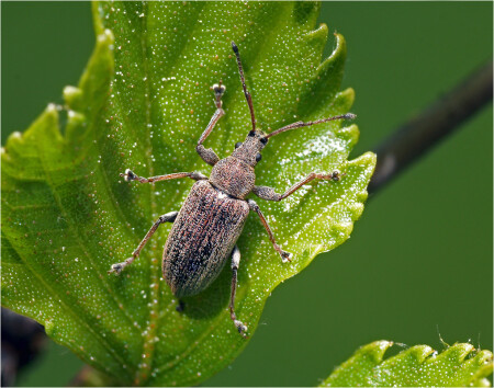 Phyllobius pyri - Слоник листовой грушевый.