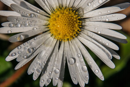 Маргаритка в капельках..