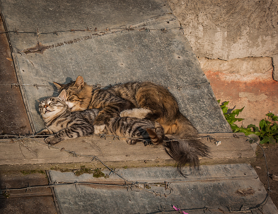 Кошки тоже умеют любить.