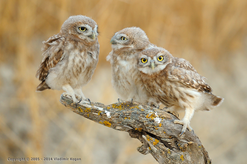 Little Owl: Triple portrait