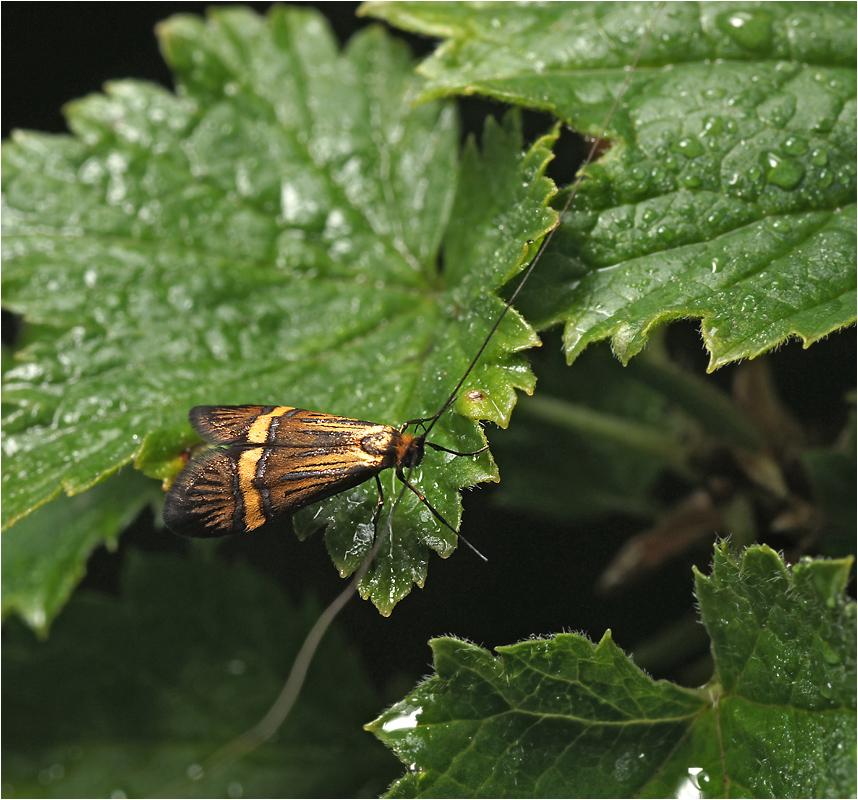 Nemophora degeerella - Моль длинноусая опоясанная