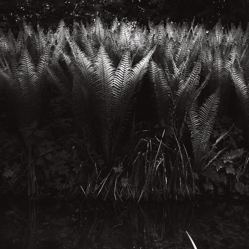 ferns by the water