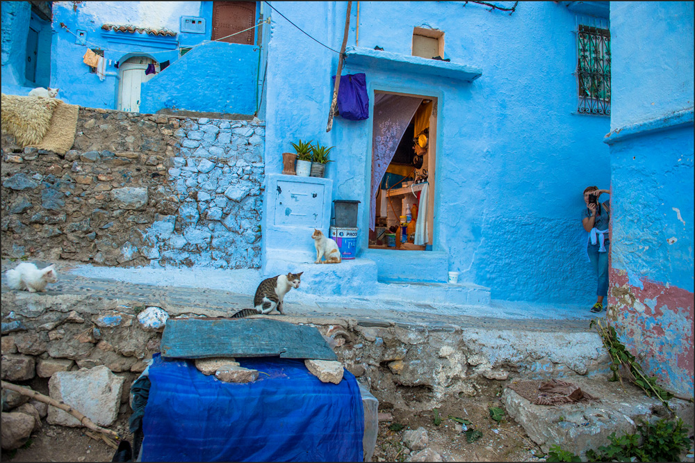 Cats of Chaouen