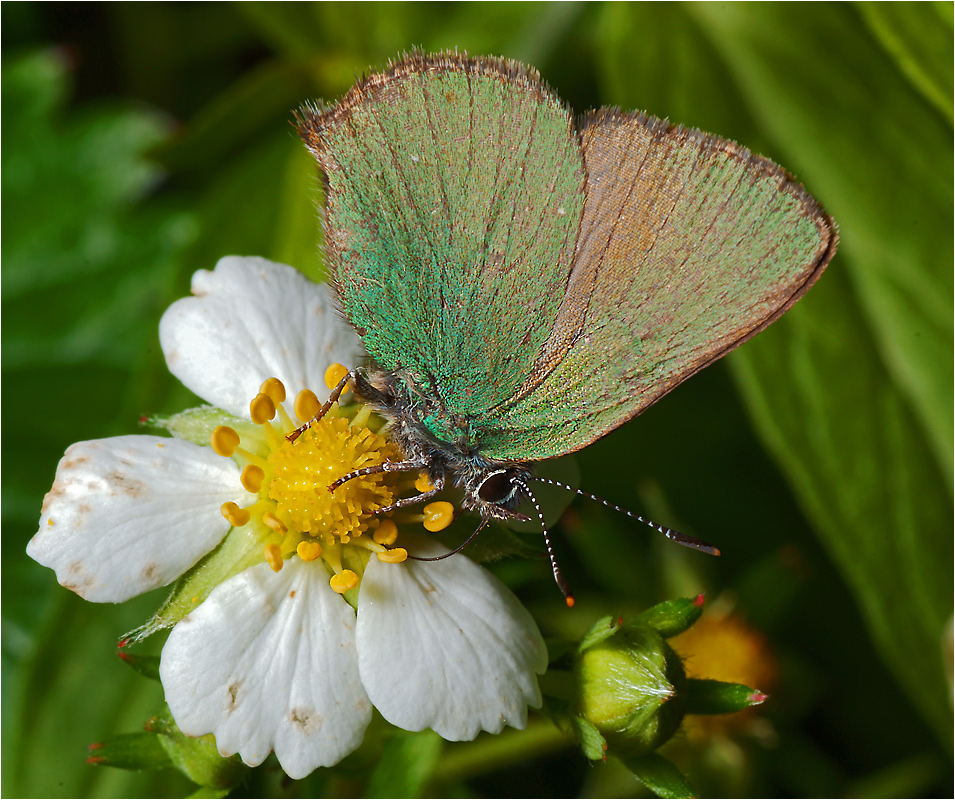 Callophrys rubi - Малинница обыкновенная.