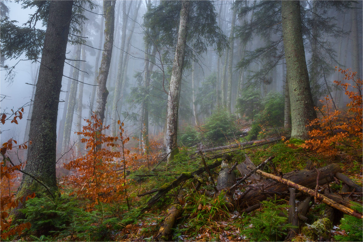 Карпатский Лес...