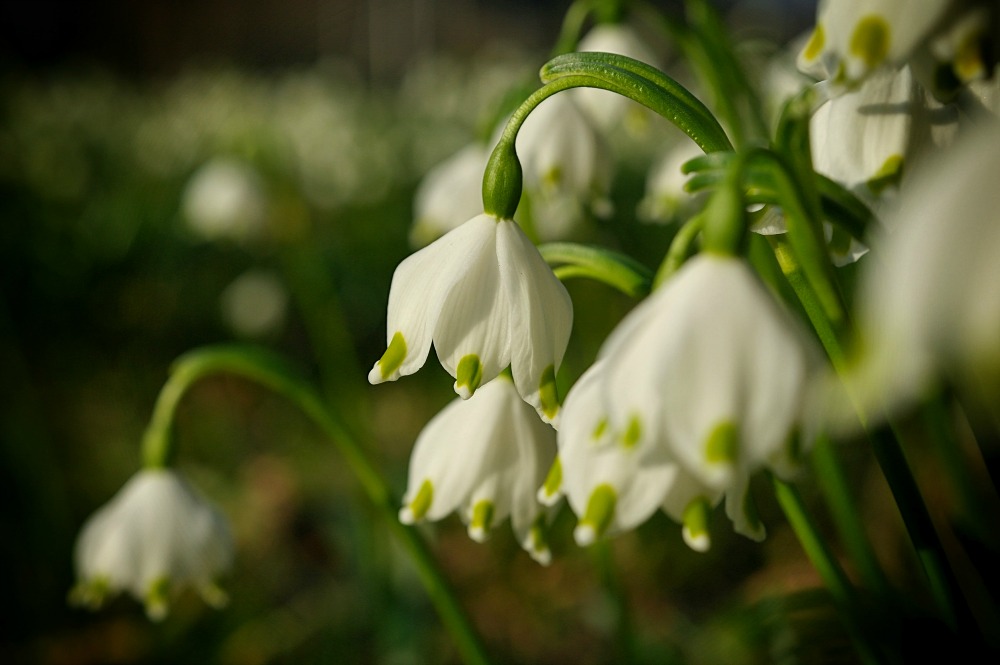 Leucojum vernum