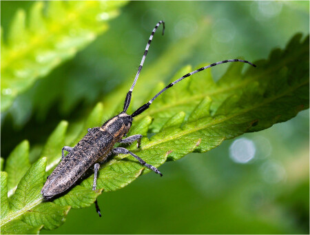 Agapanthia villosoviridescens - Усач стеблевой обыкновенный.