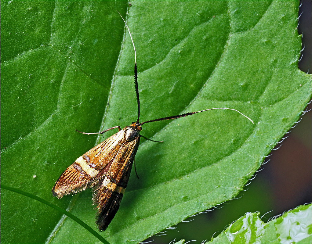 Nemophora amatella - Моль длинноусая.