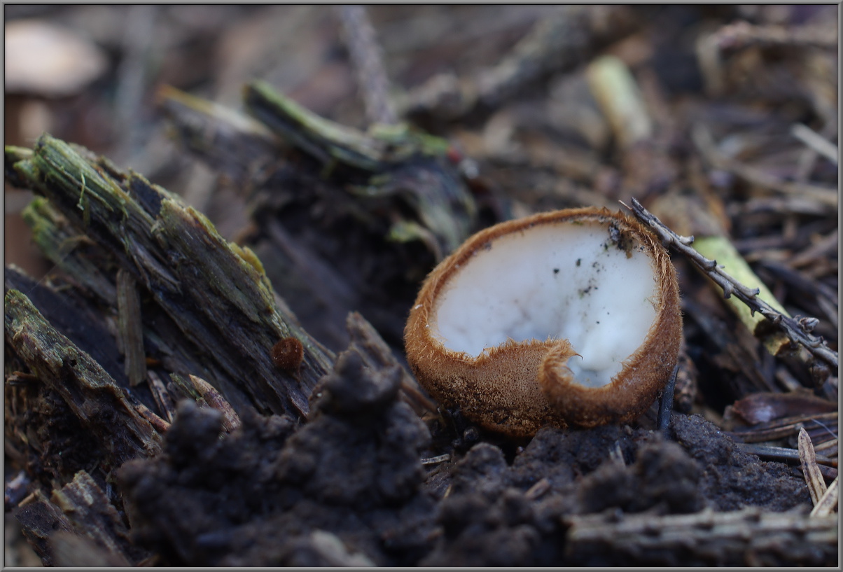 Гумария полушаровидная (Humaria hemisphaerica)