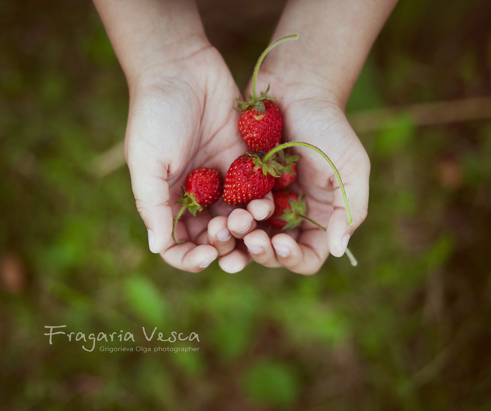 Fragaria Vesca