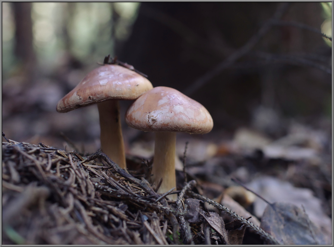 Белопаутинник луковичный Leucocortinarius bulbiger