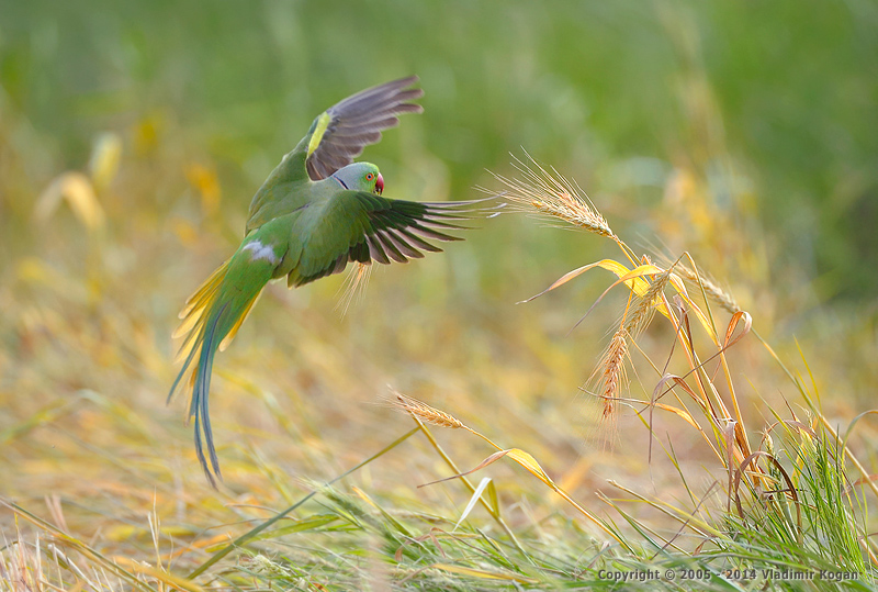 Rose-ringed Parakeet