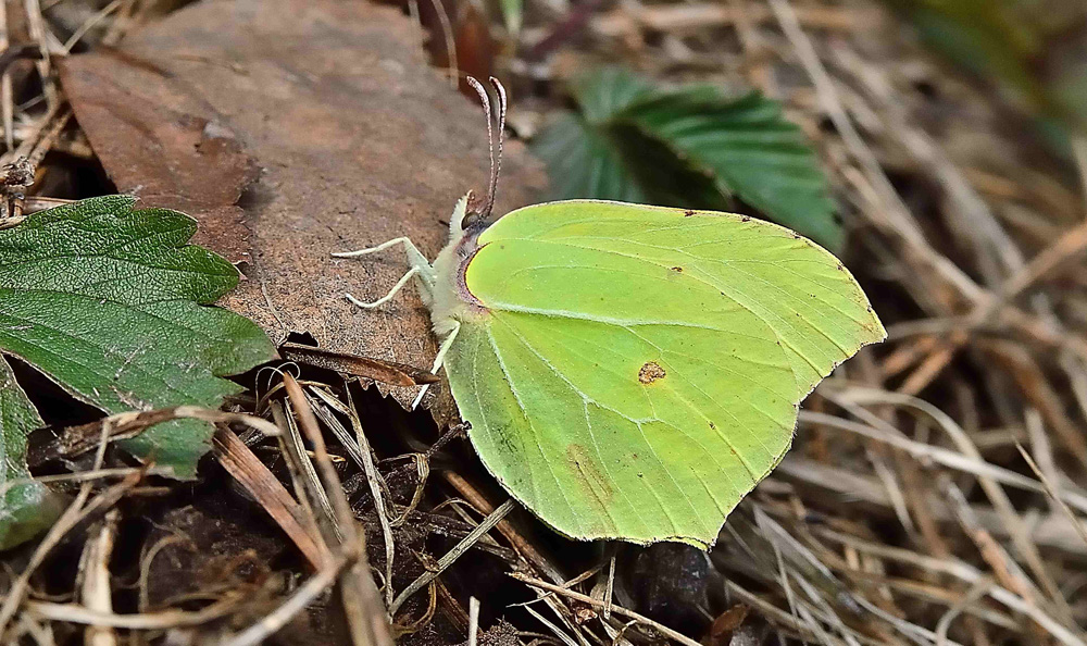 Лимонница (Gonepteryx rhamni)