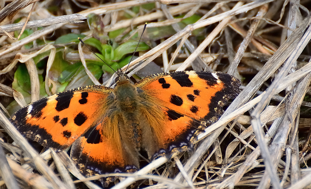 Крапивница (Aglais urticae)