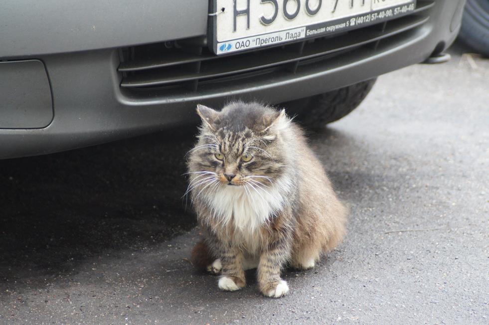 Пристальный взгляд