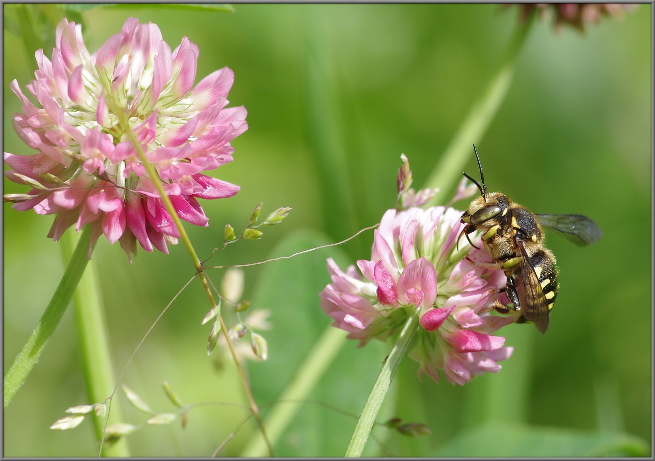 Пчела шерстобит Anthidium sp.