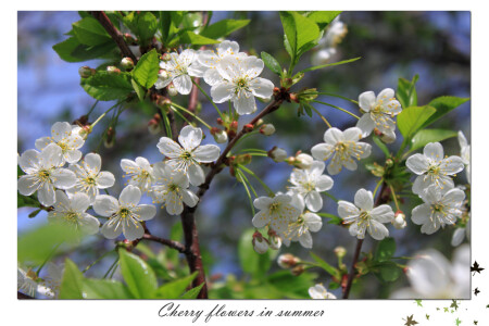cherry flowers